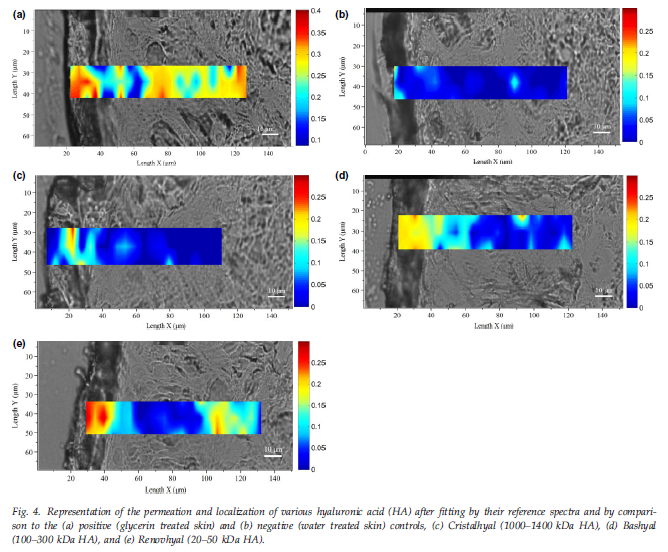 圖4.通過參考光譜和比較擬合後，各種透明質酸（HA）的滲透和定位的表示。