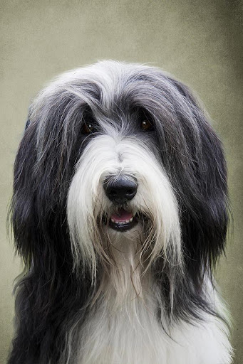 Bearded Collie Live Wallpaper