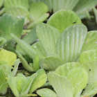 Water Lettuce