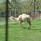 Dromedary Camel