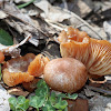 Scurfy Twiglet Mushrooms