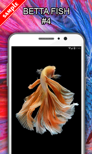 Betta Fish Wallpapers