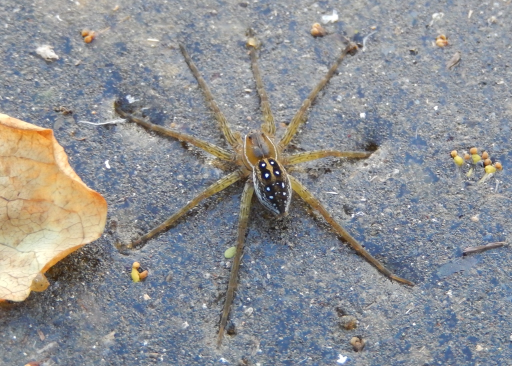 Six-Spotted Fishing Spider