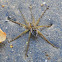 Six-Spotted Fishing Spider