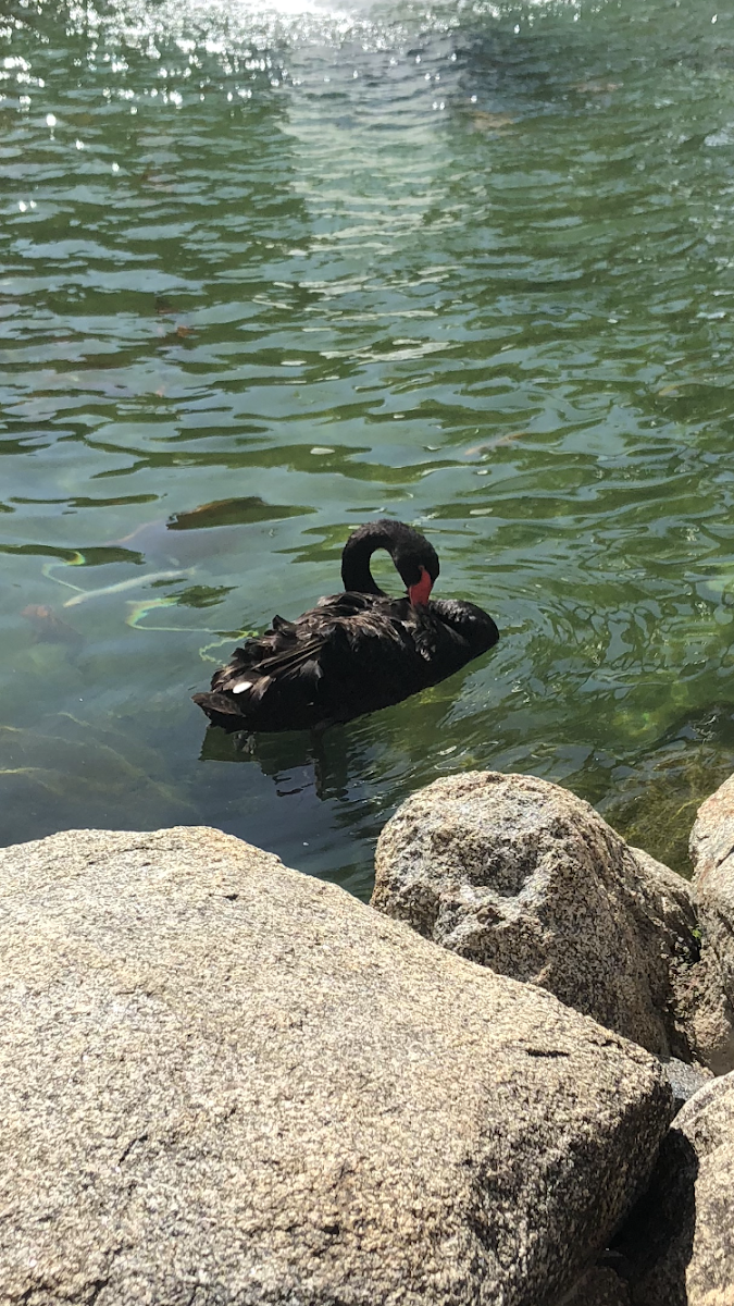 Black swan