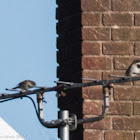 House Sparrow