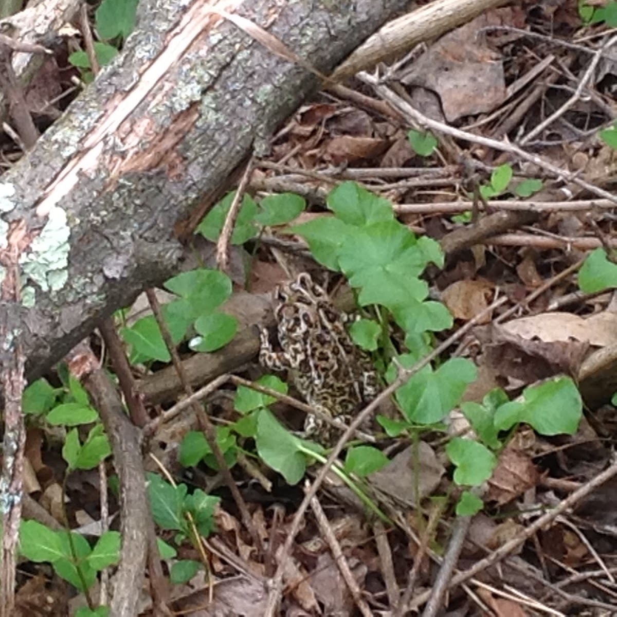 Fowler's Toad