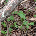 Fowler's Toad