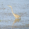 Goliath Heron