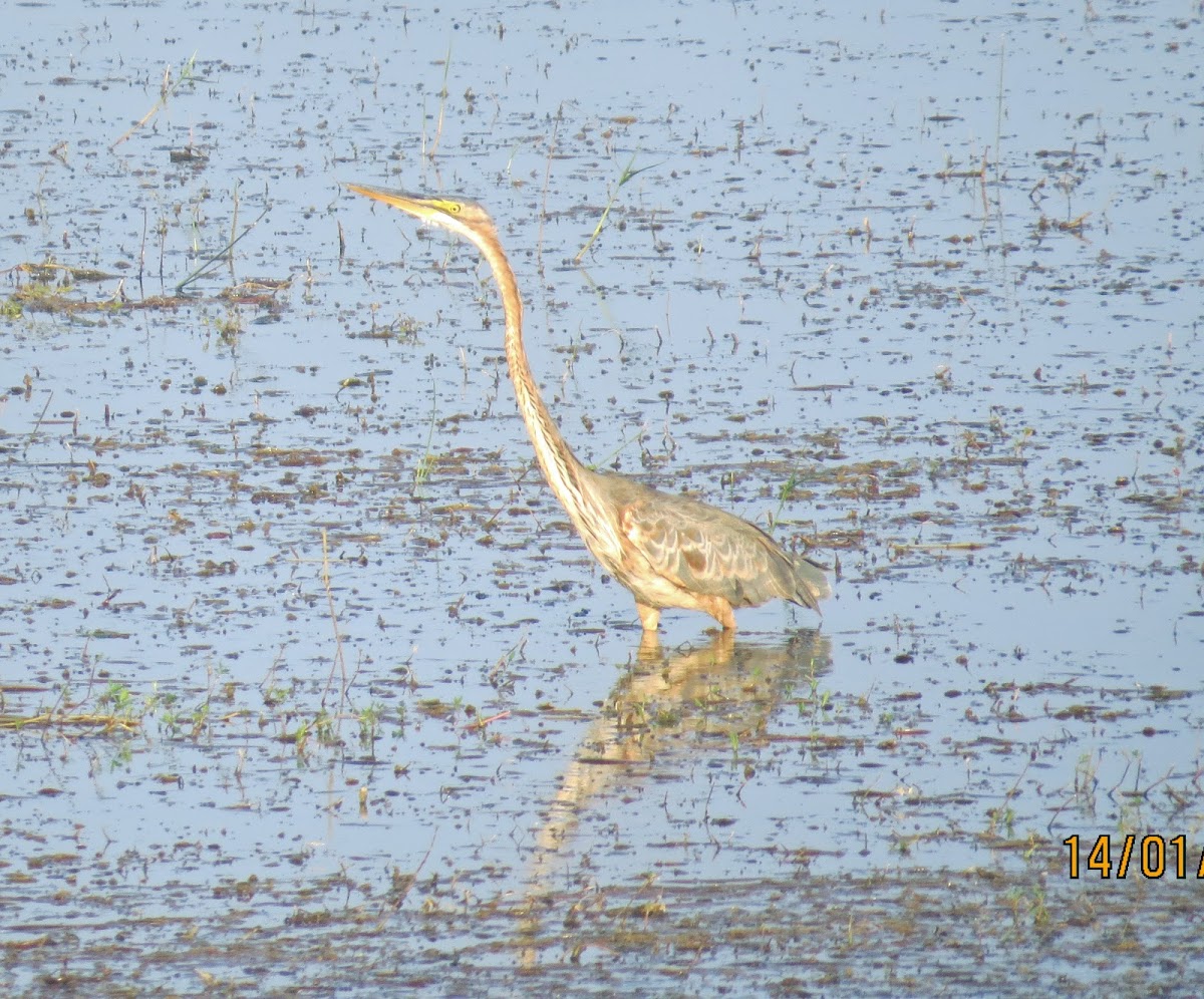 Goliath Heron