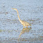 Goliath Heron