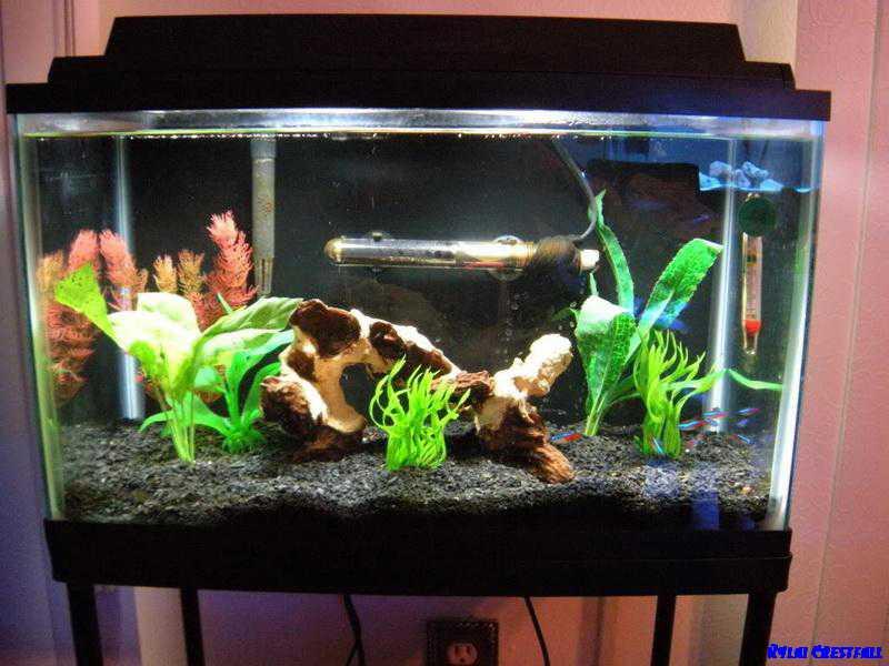 Freshwater Aquarium Design Ideas Planted Freshwater Aquarium Setup