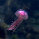 Medusa (Jellyfish)