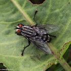 Flesh Fly