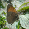 Small Heath; Níspola