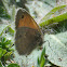 Small Heath; Níspola