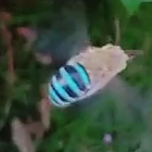 Blue banded bee