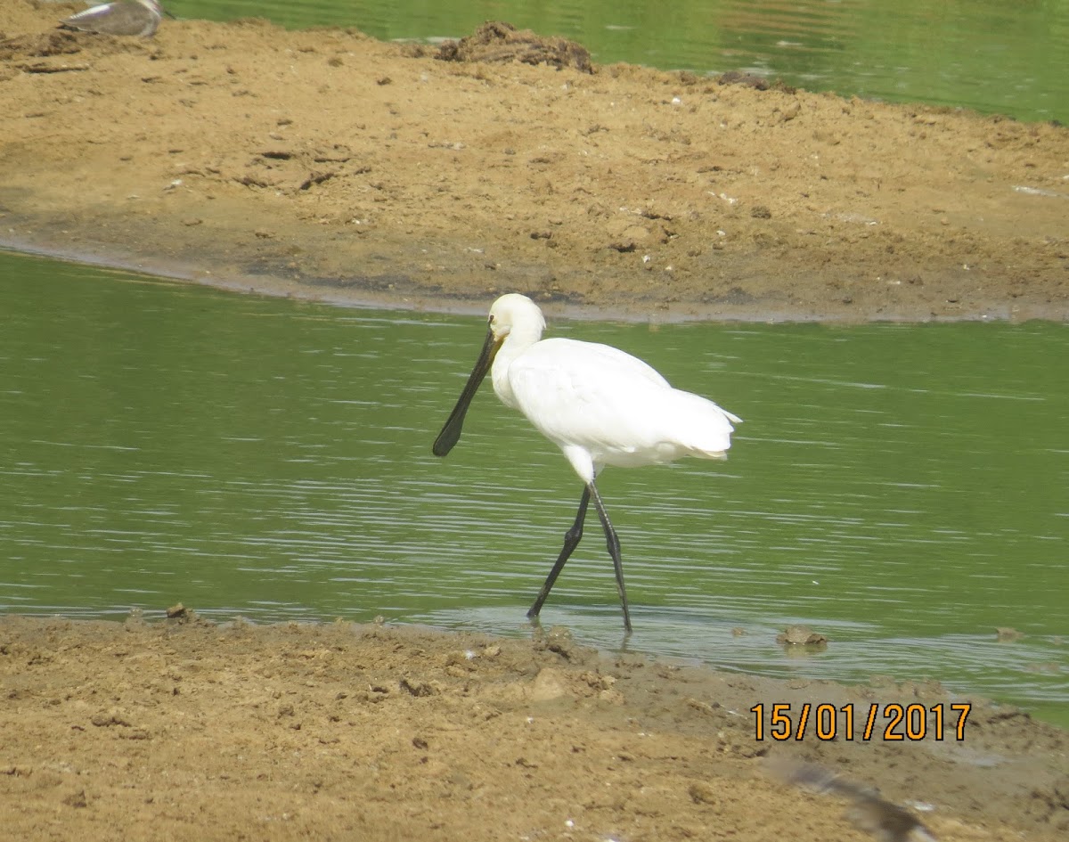 Spoonbill