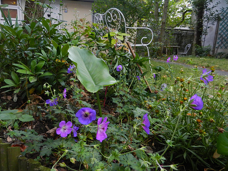 jardin et son géranium Rozanne