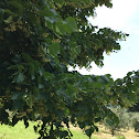 Small-leaved Linden