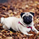 Nature & Dog New Tab HD Hot Theme