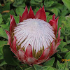 King Protea