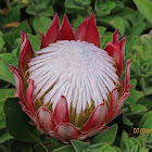 King Protea