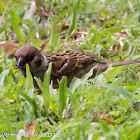 Tree Sparrow