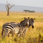 Burchell's Zebra