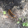 Flat-backed millipede