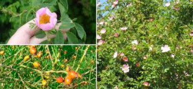 dog rose