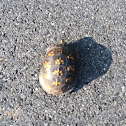 Eastern Box Turtle