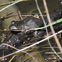 American Bullfrog