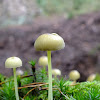 Yellow-stemmed mycena