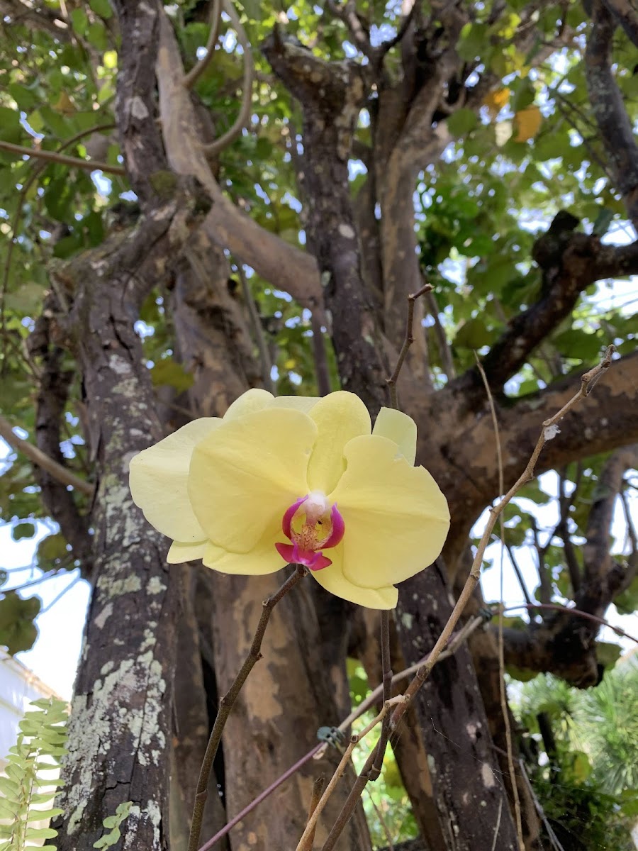 Aphrodite's orchid