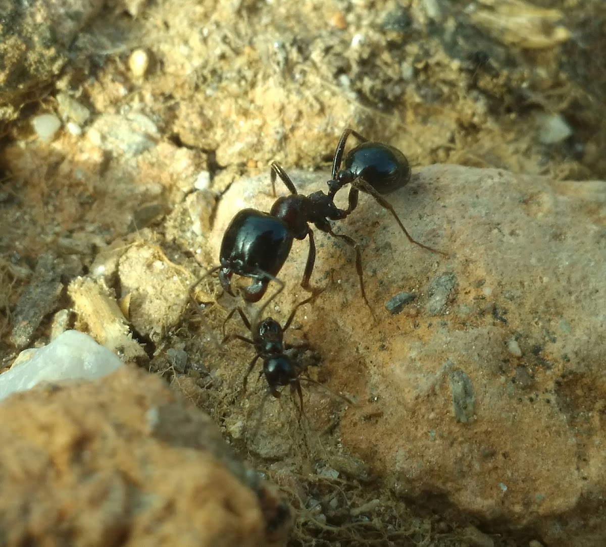 Black Harvester Ant (Supermajor vs Normal)