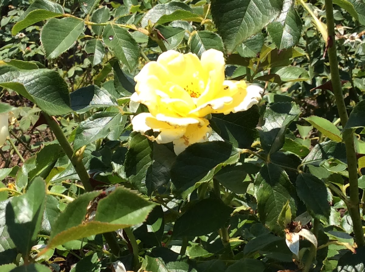 Yellow rose