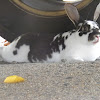 Black-and-white Mini Rex