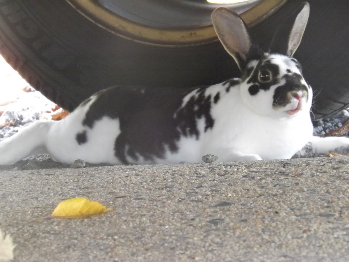 Black-and-white Mini Rex