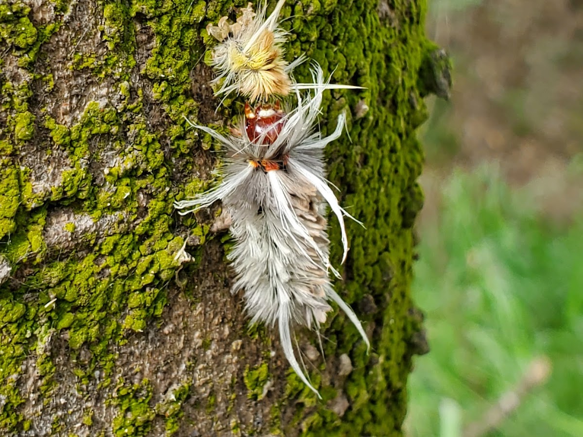 Schaus' Tussock Moth Caterpillar