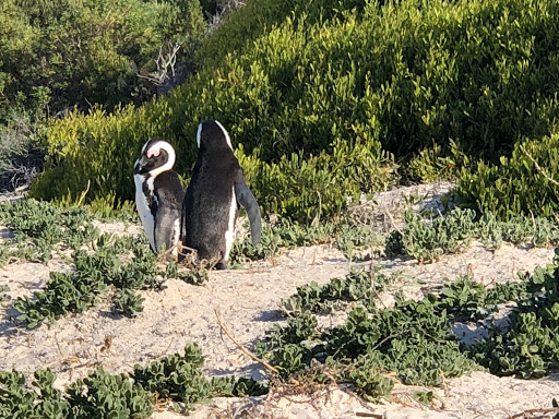 Penguins Cape Town South Africa 2018