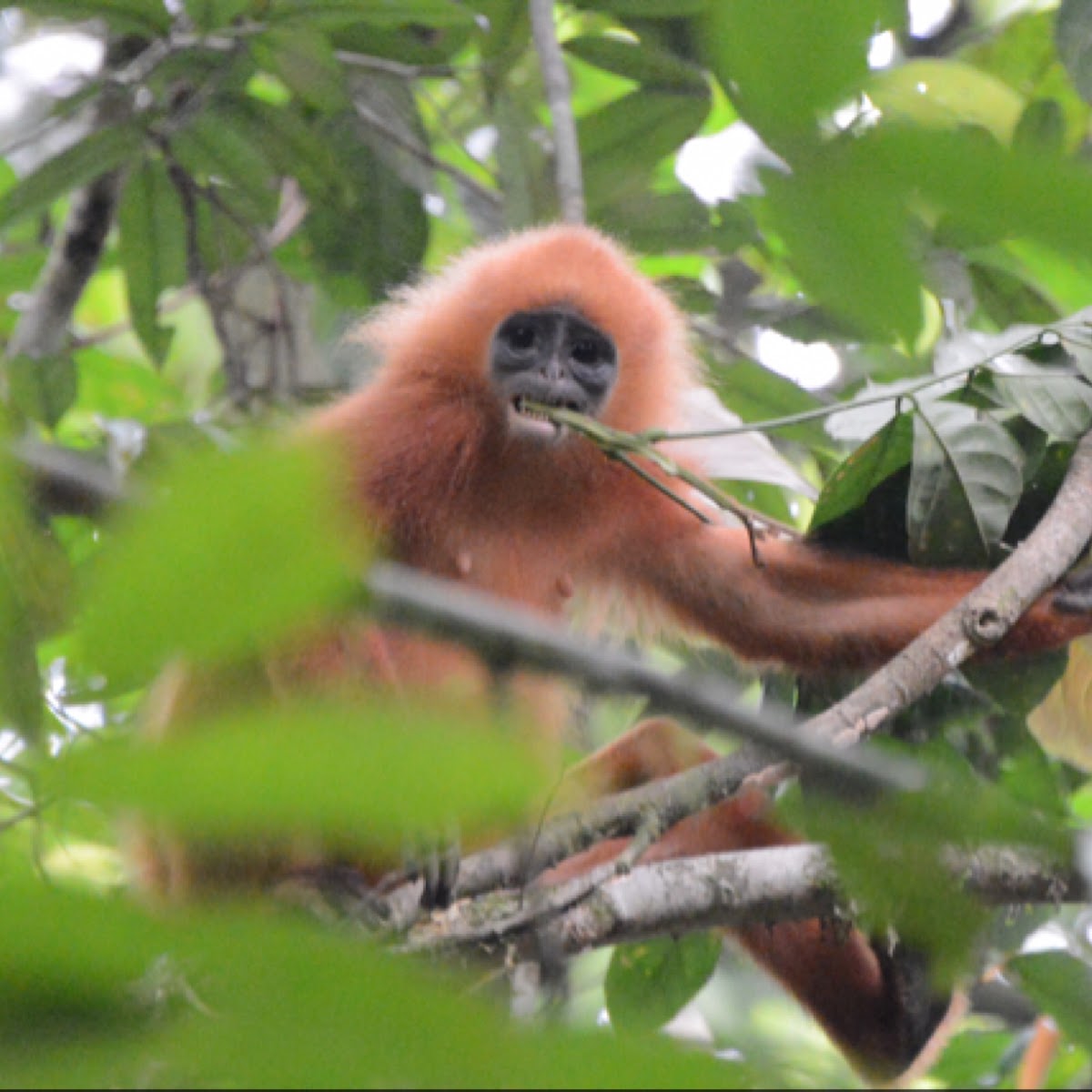 Red Leaf Monkey or Maroon Langur