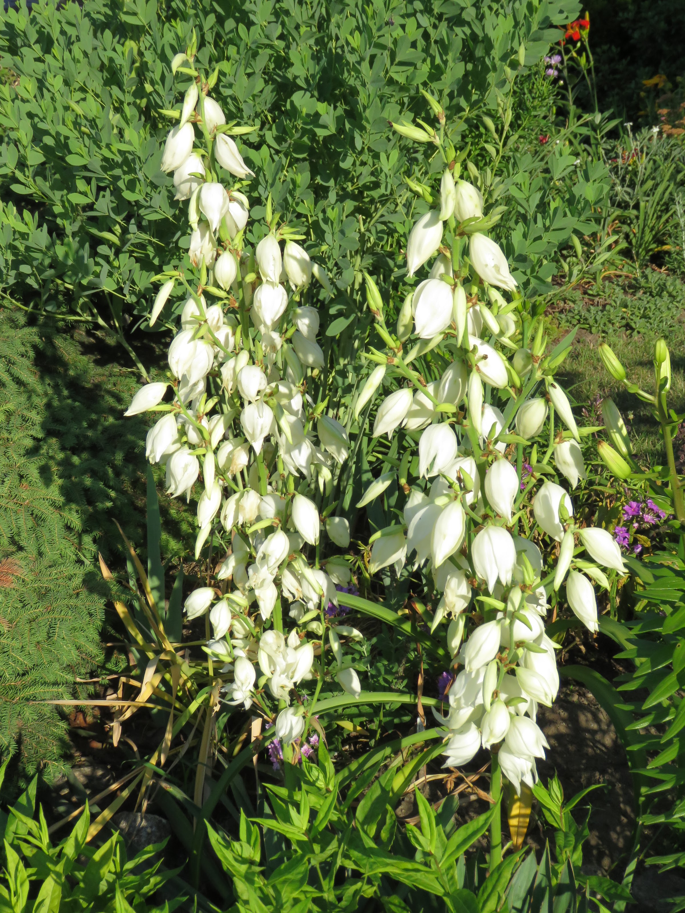 Pendant ce temps, dans le jardin de grigri... - Page 27 Poz4KPPJNkNDP6WFGn1BOA3KcnIVIE6z_DN2FT8R7ns_29fYFwsUr_ie5yYSd7hcY_L6oG9SptXf8AG5iUMPZWuqCY0vvat3aZFALGrT-EtsQ4A8UW3_v_z5sI6haSWpE5b6nEU0Kac=w2400