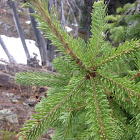 Sub-alpine Fir