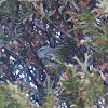 Golden-crowned Kinglet