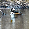 Hooded Merganser