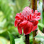 Torch ginger