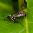 jumping spider