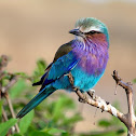 Carraca lila (Lilac-breasted roller)