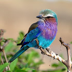 Carraca lila (Lilac-breasted roller)